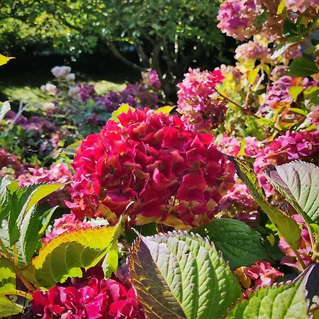 別荘 La Chaumiere Aux Hortensias *